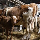 La dermatose nodulaire contagieuse bovine a entraîné l'abattage plus de 1700 animaux en France (archives). KEYSTONE/EPA/CAROLINE BLUMBERG